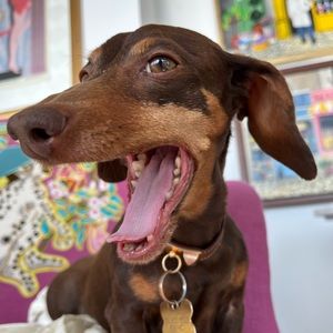 Meet your Posher, Raphy